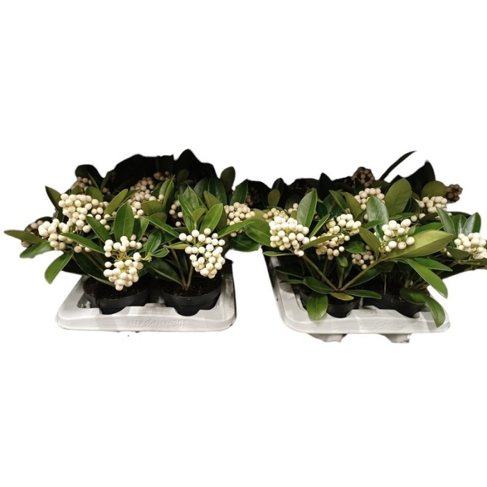 SKIMMIA JAPONIACA M12 OBerries White