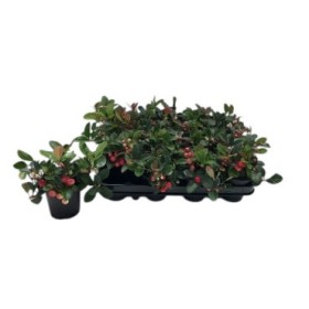 GAULTHERIA PROCUMBENS  M 9