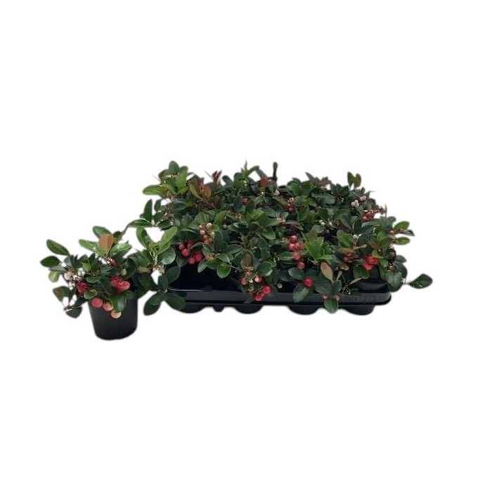 GAULTHERIA PROCUMBENS  M 9
