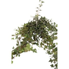 HEDERA  PENJAR M15-100cm.