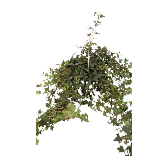 HEDERA  PENJAR M15-100cm.