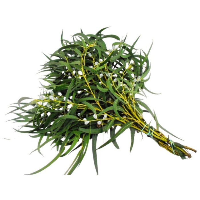 VERDES, EUCALIPTUS FLOR BLANCA (NATURAL)