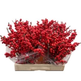 FLOR, ILEX VERTICILLATA 60cm. x5 tiges,super ex.