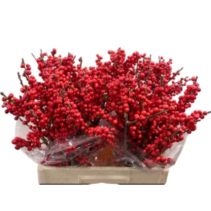FLOR, ILEX VERTICILLATA 60cm. x5 tiges,super ex.
