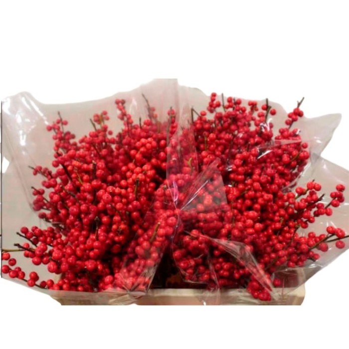 FLOR, ILEX VERTICILLATA 50cm. x5 tiges. super ex