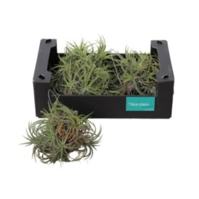 TILLANDSIA SUELTA creative Green