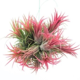 THILLANDSIA SUELTA creative Red