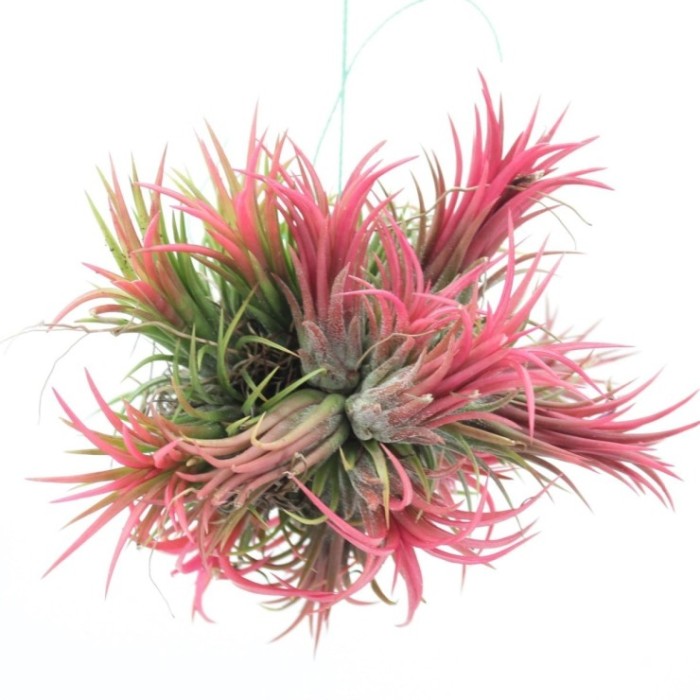 THILLANDSIA SUELTA creative Red