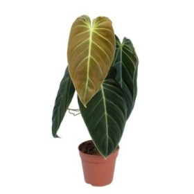 PHILODENDRON  M12 MELANOCHRYUM