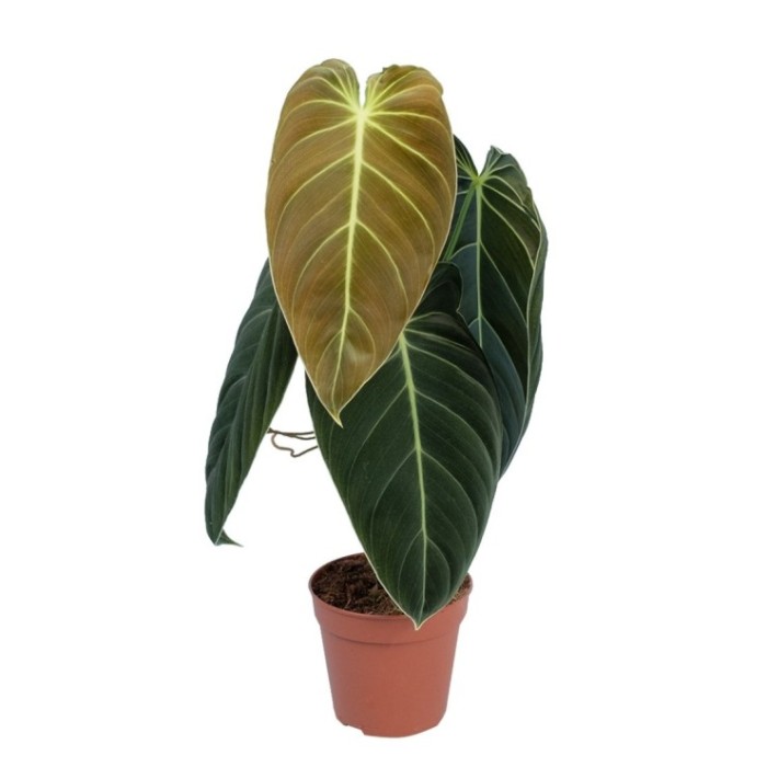 PHILODENDRON  M12 MELANOCHRYUM