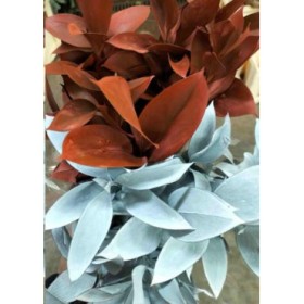 VERDS, RUSKUS 60CM PINTATS x10 tiges.