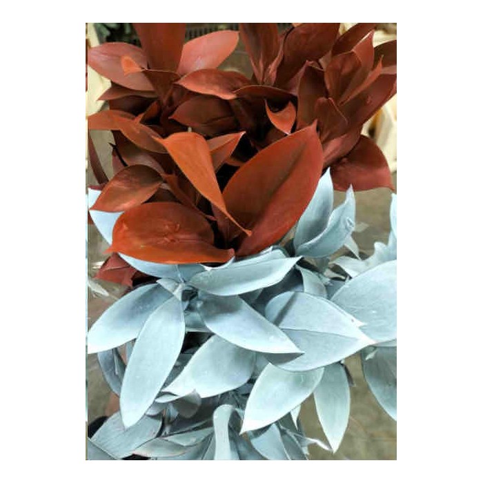 VERDS, RUSKUS 60CM PINTATS x10 tiges.