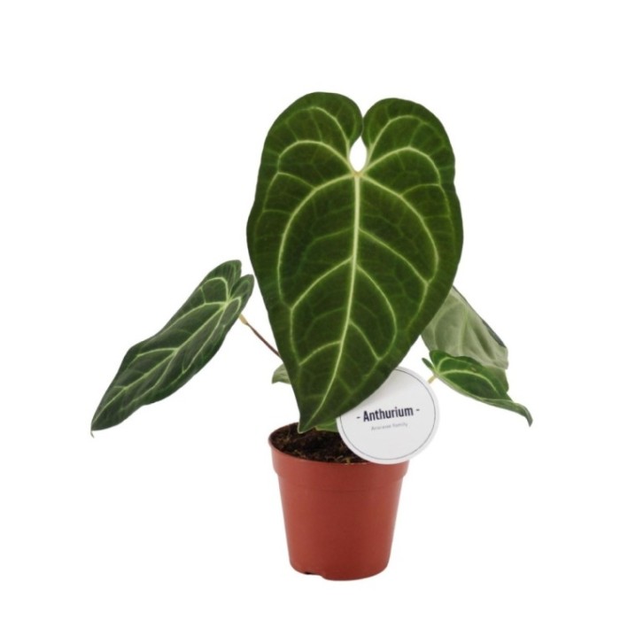 ANTHURIUM  M12 REGALE
