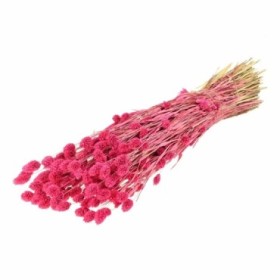 F.SECA, Phalaris rosa SUGAR CRAFT