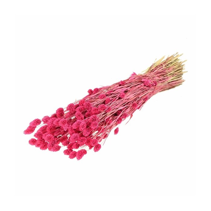 F.SECA, Phalaris rosa SUGAR CRAFT