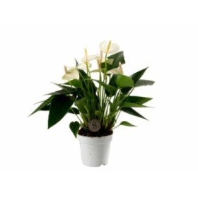 ANTHURIUM  M 7 WHITE CHAMPION