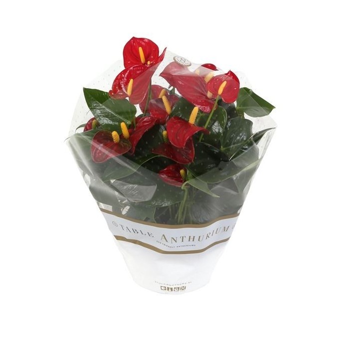 ANTHURIUM TARRINA 17 RED Royal Champion