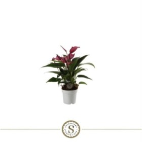 ANTHURIUM  M 7 ZIZOU