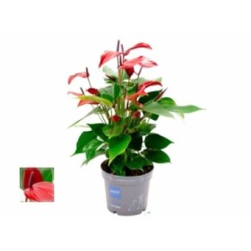 ANTHURIUM  M12 BANDEROLA LAVA