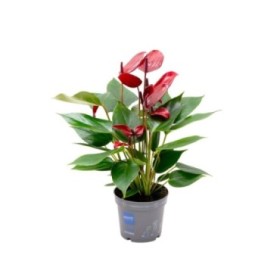 ANTHURIUM  M 9 BANDEROLA LAVA