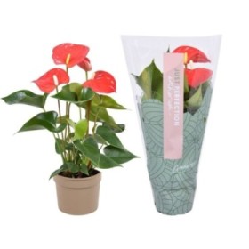 ANTHURIUM  M 9 VERMELL