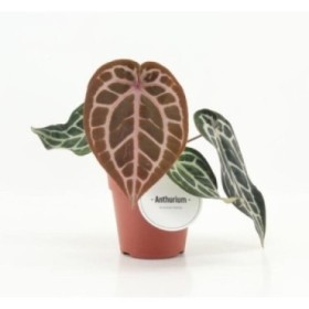 ANTHURIUM  M12 PINK BLUSH
