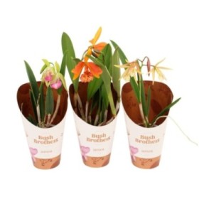 BRASSAVOLA  M12-55cm. 1 varas ORQUID
