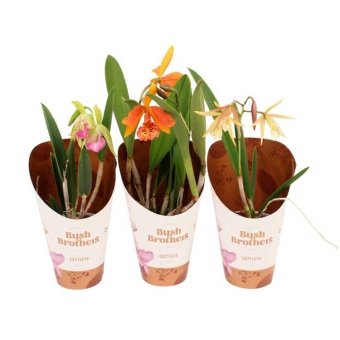 BRASSAVOLA  M12-55cm. 1 vares ORQUID