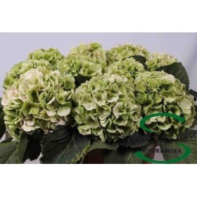 FLOR, HYDRANGEA VERD CLASSIC 80cm.(paq x5 tige)
