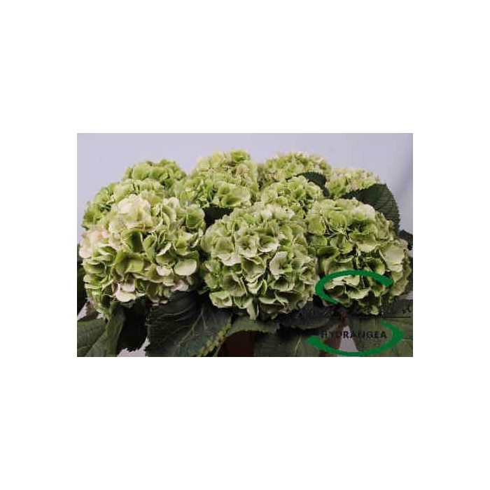 FLOR, HYDRANGEA VERD CLASSIC 80cm.(paq x5 tige)