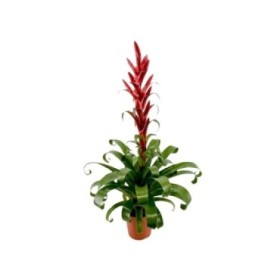 TILLANDSIA NAOMI M15 H65