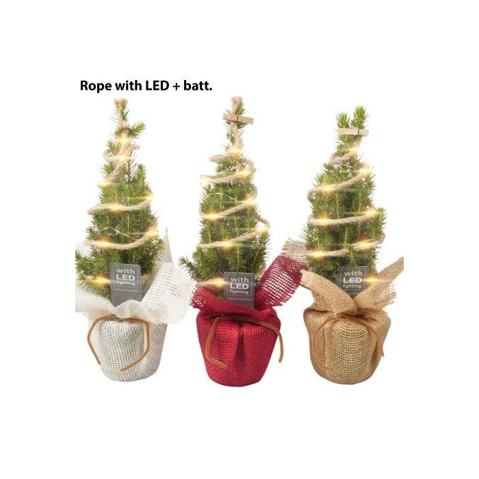 PICEA GLAUCA CONICA  M 9 YUTE + LED