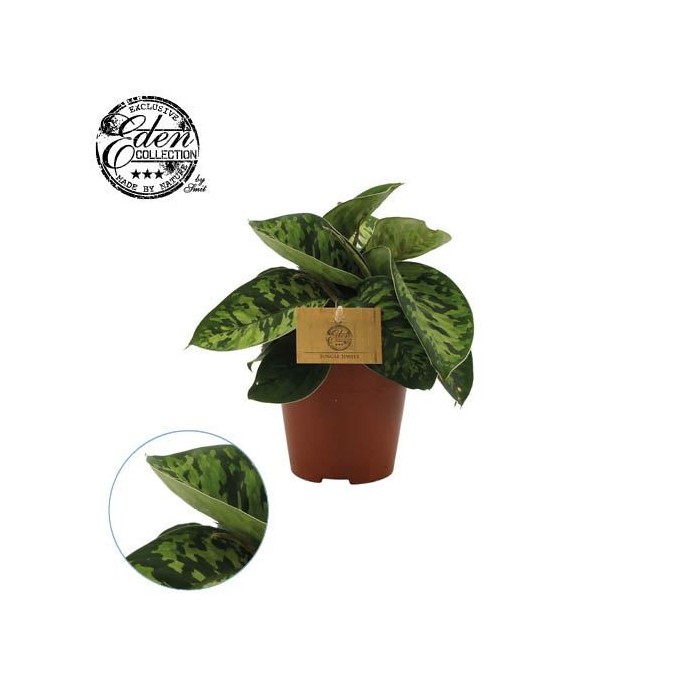 HOMALOMENA CAMOUFLAGE M12 H20