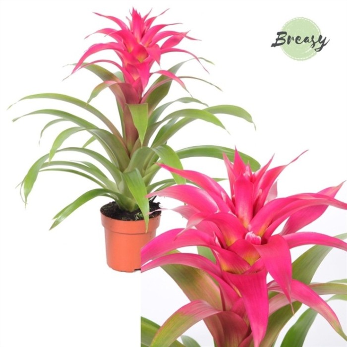 GUZMANIA  M12 DESEO PINK