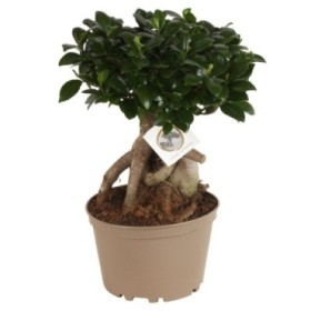 FICUS GINGEIN M22 -50cm