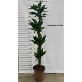DRACAENA SILINDRO 120.90.60.30 M25 H170