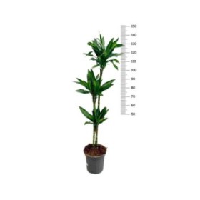 DRACAENA SILINDRO 90.60.30 M22 H140