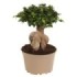 FICUS GINGEIN Ramificat M20