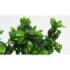 FICUS GINGEIN Ramificat M20