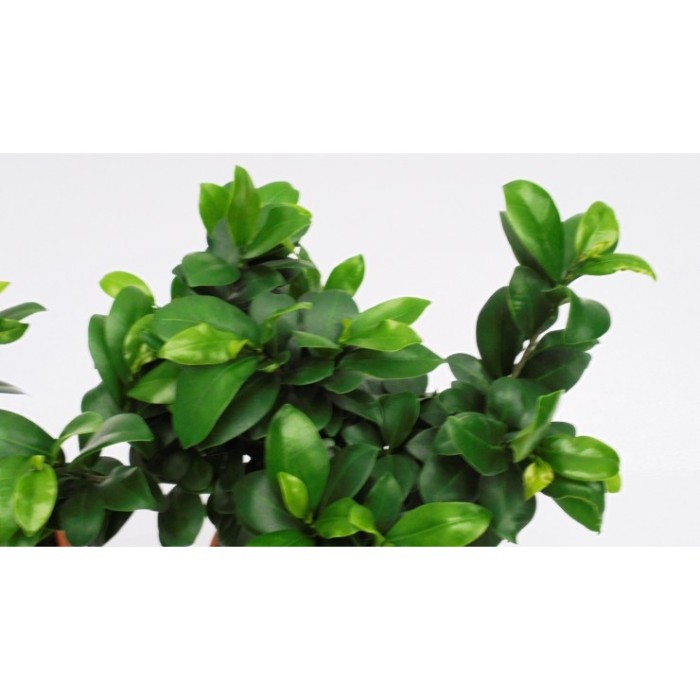 FICUS GINGEIN Ramificat M20
