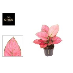 AGLAONEMA  M12 ROSE RED