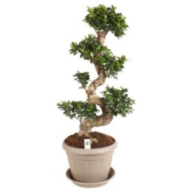 FICUS GINGEIN en S  M35 H100