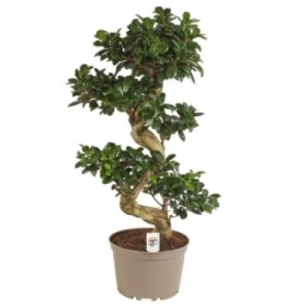 FICUS GINGEIN M24- 50cm. en S