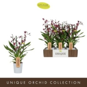 ONCIDIUM  M12- KATERINA ZOCH 4 RAMA