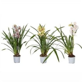CYMBIDIUM, 1 vara M12- 55cm.