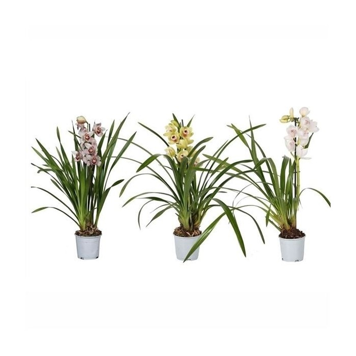 CYMBIDIUM, 1 branca M12- 55cm.
