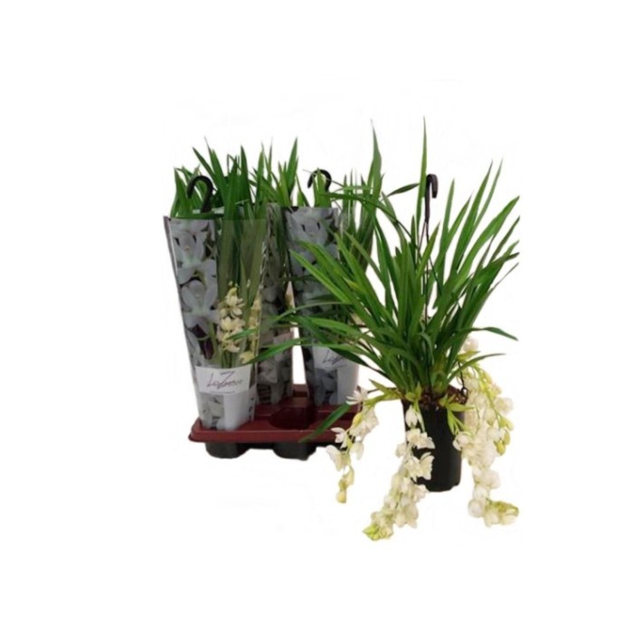 CYMBIDIUM, CASCADA 2/3 vares M14 60cm