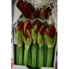 FLOR, AMARYLLIS  ST FERRARI (preu x tija)