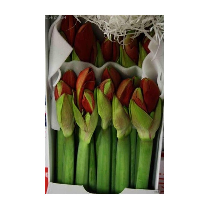 FLOR, AMARYLLIS  ST FERRARI (preu x tija)