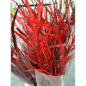 VERDS, GREVILLEA  80cm.